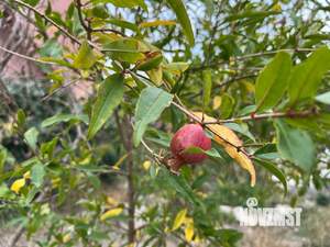 Дом 281м², 3-этажный, участок 11 сот.