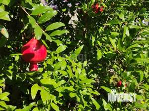 Дом 116м², 1-этажный, участок 7 сот.