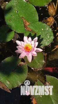 Дом 31м², 1-этажный, посуточно, 