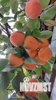 Дом 33м&sup2;, 1-этажный, посуточно, 