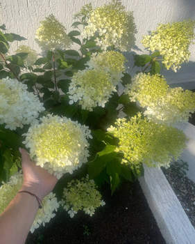 Дом 186м&sup2;, 2-этажный, участок 4 сот.  