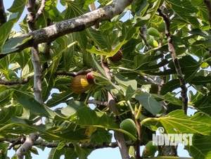 Дом 89м&sup2;, 1-этажный, участок 8 сот.  