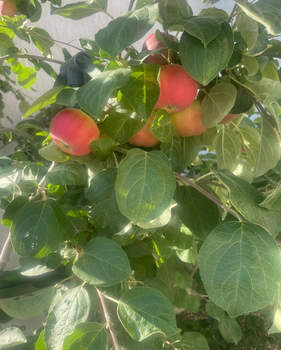 Дом 186м&sup2;, 2-этажный, участок 4 сот.  