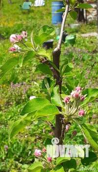 Дом 45м&sup2;, 1-этажный, участок 9 сот.  