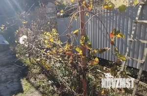 Дом 54м&sup2;, 1-этажный, участок 5 сот.  