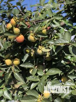 Дом 40м&sup2;, 1-этажный, участок 6 сот.  