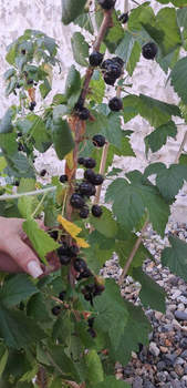 Дом 186м&sup2;, 2-этажный, участок 4 сот.  