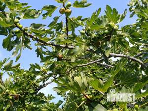 Дом 89м&sup2;, 1-этажный, участок 8 сот.  