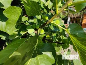 Дом 225м&sup2;, 3-этажный, участок 11 сот.  