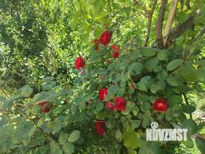 Дом 148м², 2-этажный, участок 6 сот.  