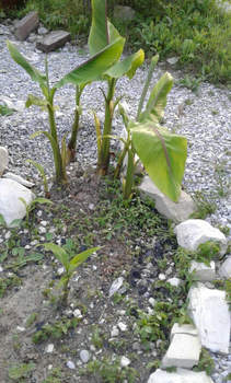 Дом 100м&sup2;, 1-этажный, участок 7 сот.  