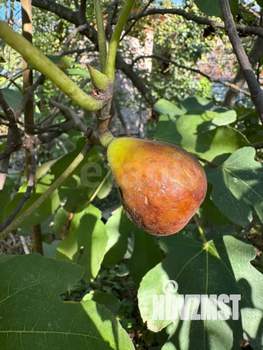 Дом 100м&sup2;, 2-этажный, участок 11 сот.  