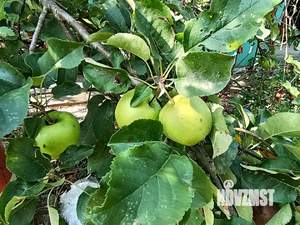 Дом 89м&sup2;, 1-этажный, участок 8 сот.  