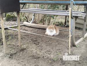 Дом 50м², 1-этажный, участок 5 сот.  