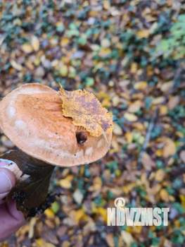 Дом 80м&sup2;, 1-этажный, участок 8 сот.  