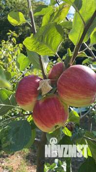 Дом 180м², 2-этажный, участок 10 сот.  