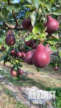 Дом 180м², 2-этажный, участок 10 сот.  